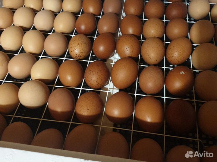 Цыплята суточные