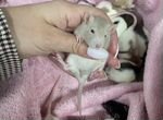 Крысята ручные капюшоновые