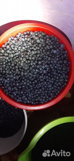 Черника свежая