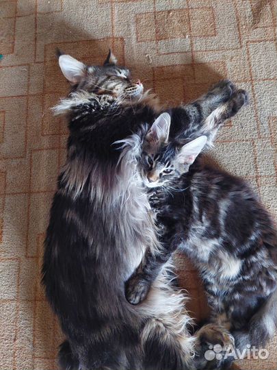 Котята Мейн-кун