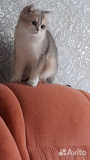 Британская кошка в добрые руки