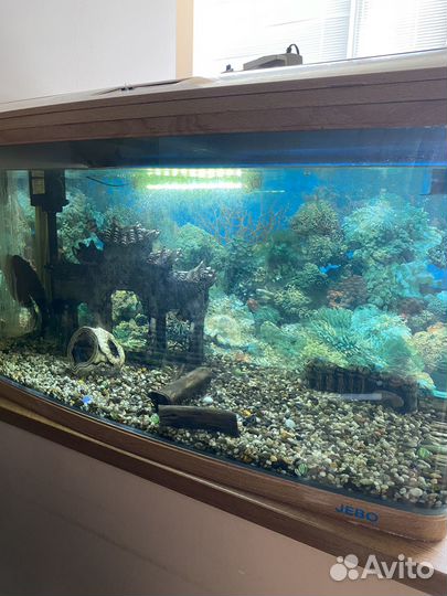 Аквариум с рыбками