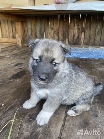 Щенки в добрые руки