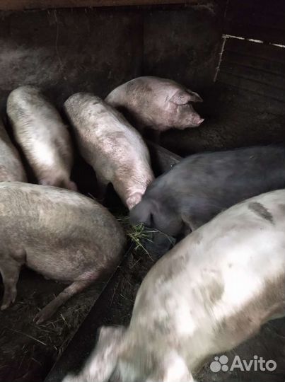 Поросята породы ландрас