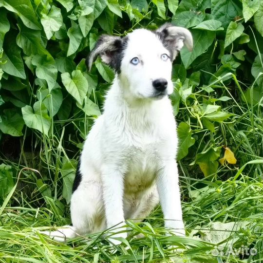 Собака 5 мес