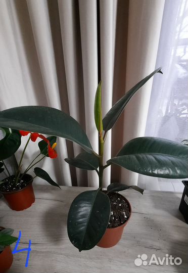 Комнатные цветы, растения