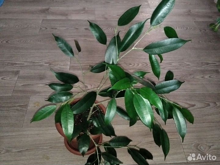 Фикус бенджамина