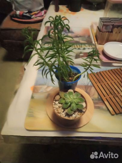 Суккуленты