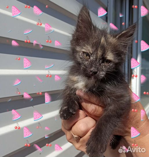 Черепаховый котёнок