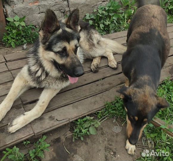 Щенки овчарки
