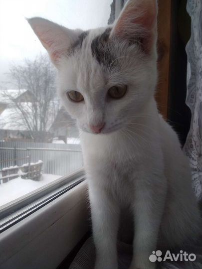 Турецкая ангора