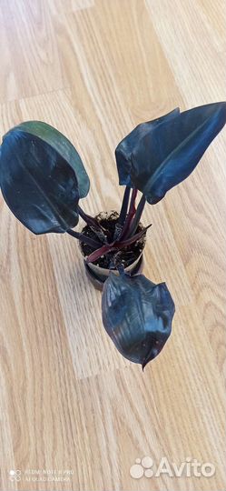 Филодендроны