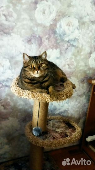 Когтеточка домик для кошки бу