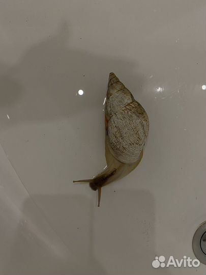 Улитки ахатины