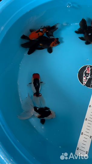 Оранда триколор/панда