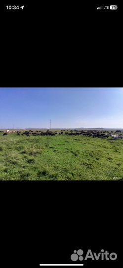 Овца бараны валухи