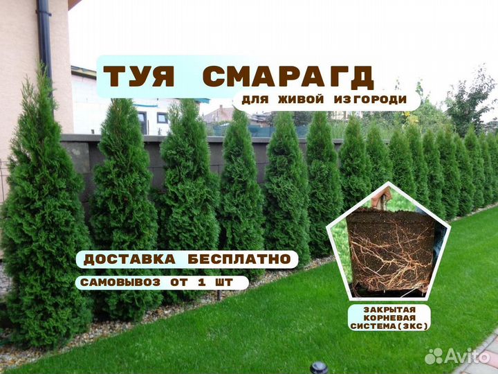 Туя Смарагд