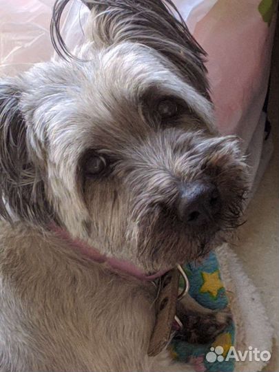 Зоогостиница