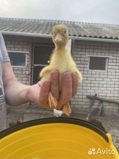 Утята Медео суточные