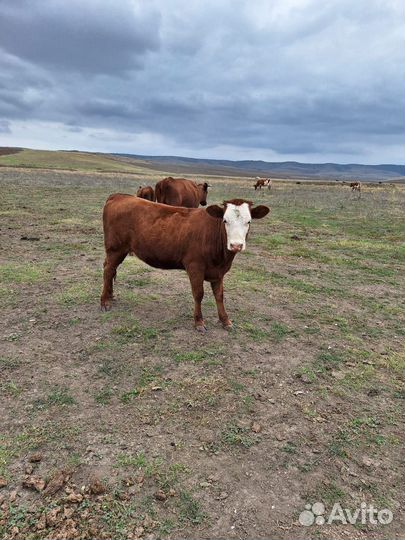 Телята телки