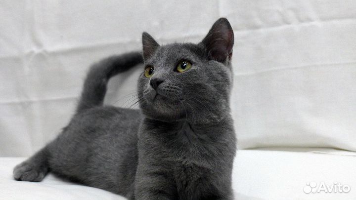 Кот ищет дом