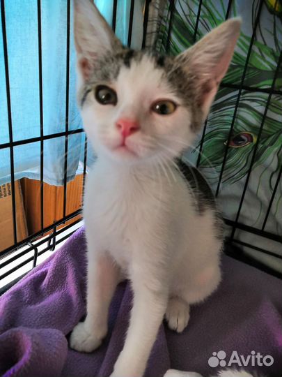 Котенок в добрые руки