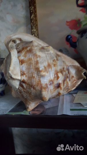 Ракушка морская