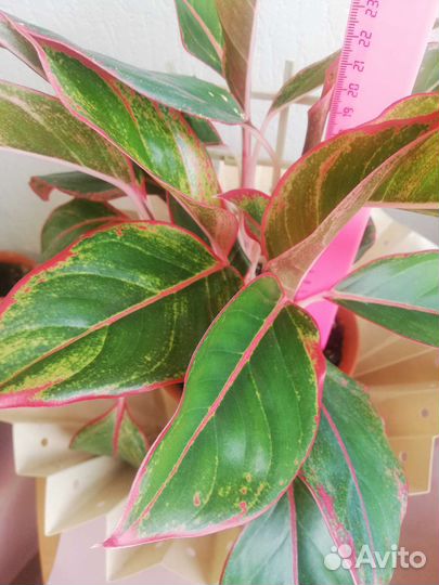 Агланеома Лайт Стар