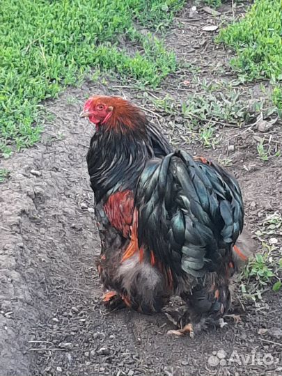 Петух брама