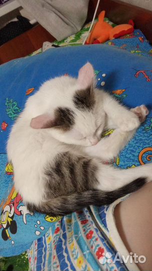 Котята