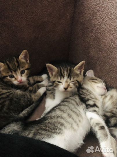 Котята бесплатно