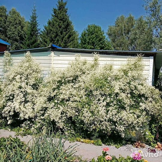 Клематис Белое облако