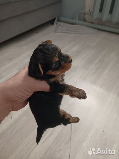 Йоркширский терьер супер мини