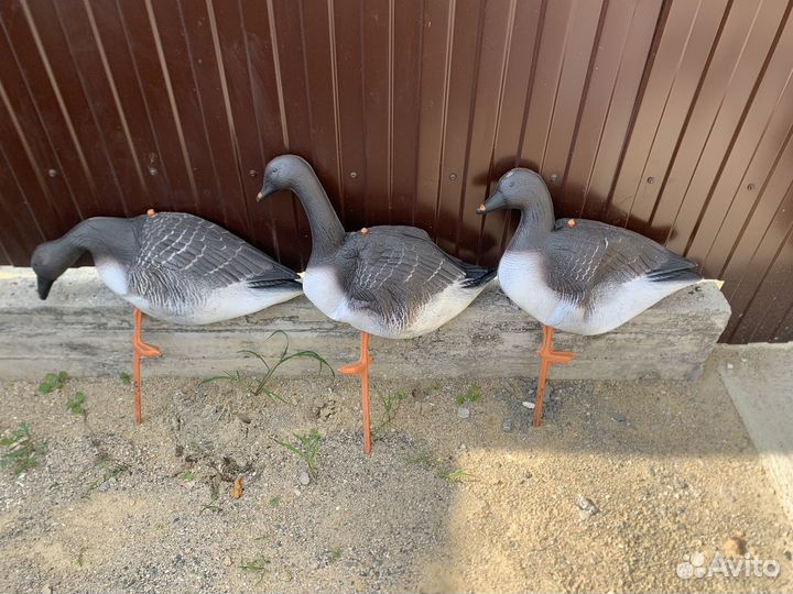 Подсадные гуси