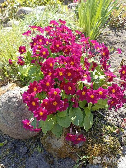 Цветы многолетники