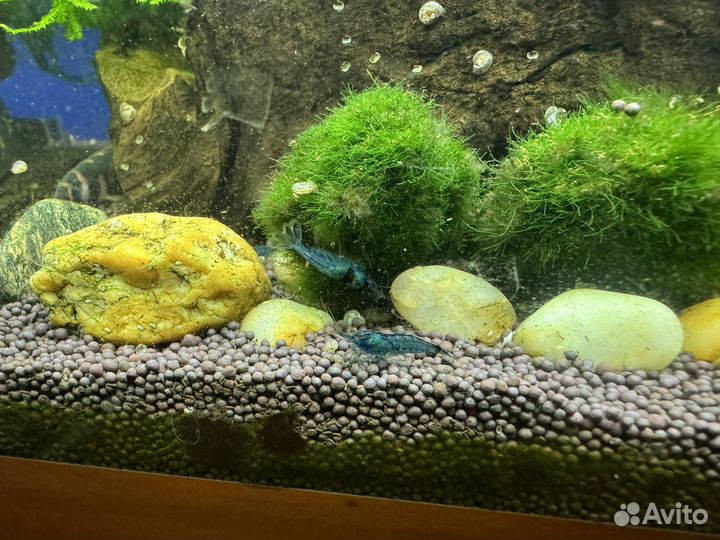 Аквариумные креветки