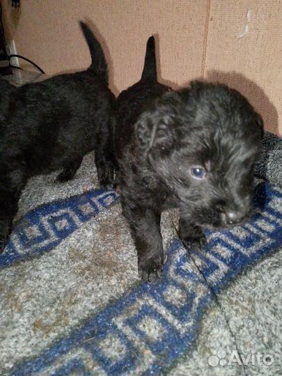 Щенки лобрадора