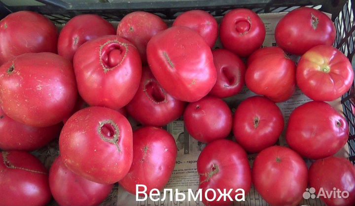 Рассада томатов Вельможа для пикировки