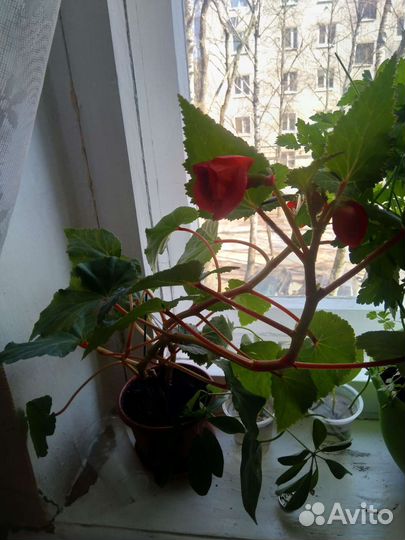 Комнатные цветы