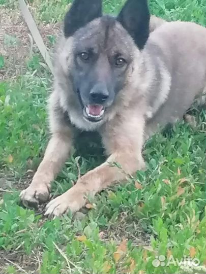 Собака кабель