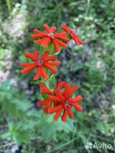 Экскурсия джип тур Жигулевские горы Рождествено