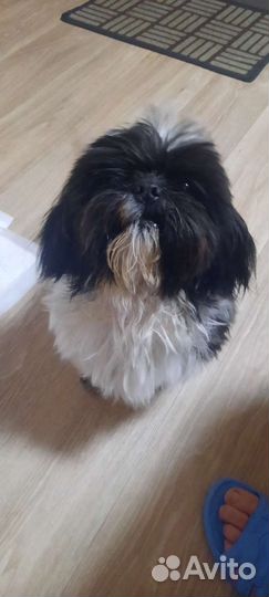 Шит цу вязка