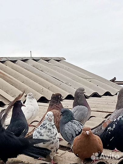 Продажа голубей
