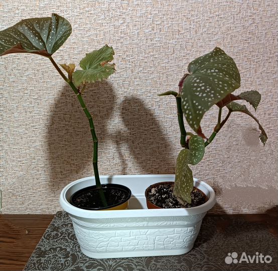 Бегония