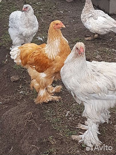 Петухи породистые
