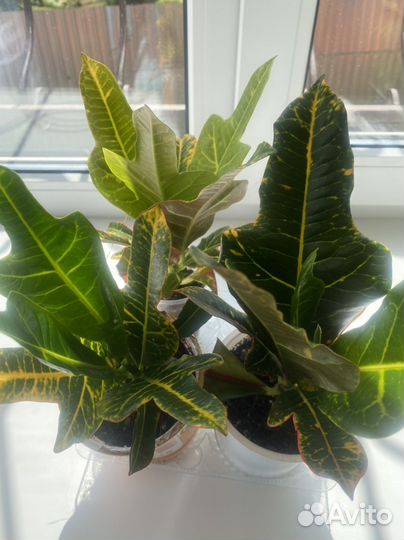 Комнатные цветы кротон, кодиеум Экселент