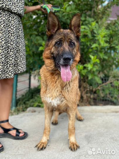 Немецкая овчарка