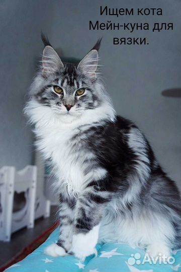 Вязка кошки мейн-кун