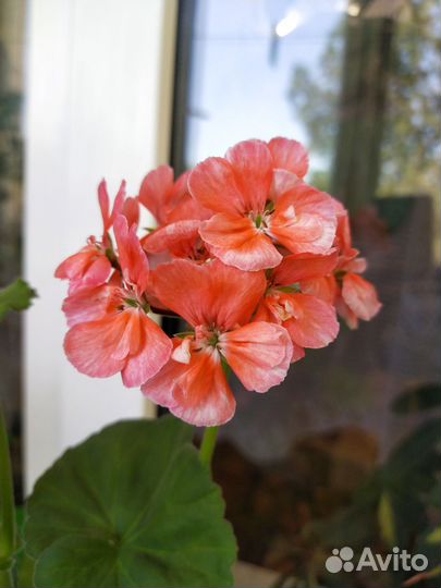 Герань пеларгония