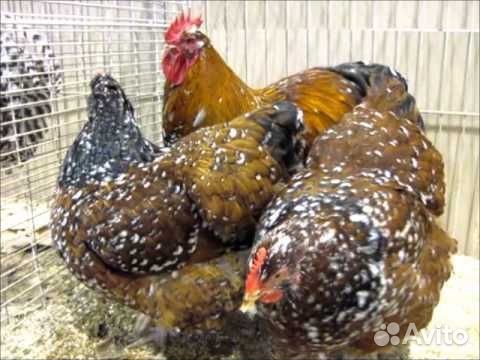 Куры молодки несушки